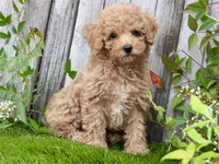 Kay, a male Poodle - Toy  for sale in Queens, NY – 1 of 2