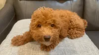 Maximilian, a male Poodle - Toy  for sale in Queens, NY – 2 of 3