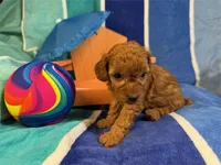 Ken, a female Poodle - Toy  for sale in Queens, NY – 3 of 3