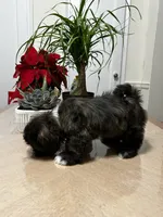 Heaven, a female Shih Tzu for sale in Queens, NY – 5 of 8