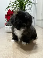 Heaven, a female Shih Tzu for sale in Queens, NY – 7 of 8