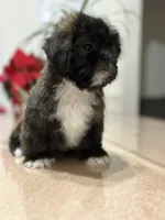 Heaven, a female Shih Tzu for sale in Queens, NY – 2 of 8