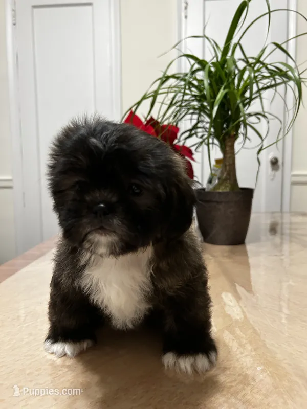 Heaven – Shih Tzu puppy for sale in Queens, NY