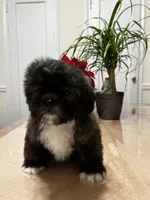 Heaven, a female Shih Tzu for sale in Queens, NY – 1 of 8