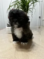 Heaven, a female Shih Tzu for sale in Queens, NY – 8 of 8