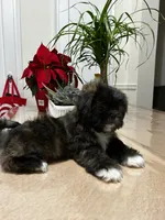 Heaven, a female Shih Tzu for sale in Queens, NY – 3 of 8