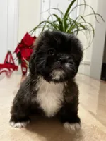 Heaven, a female Shih Tzu for sale in Queens, NY – 6 of 8