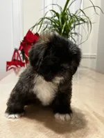 Heaven, a female Shih Tzu for sale in Queens, NY – 4 of 8