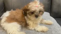 Liz, a female Shih Tzu for sale in Queens, NY – 3 of 4