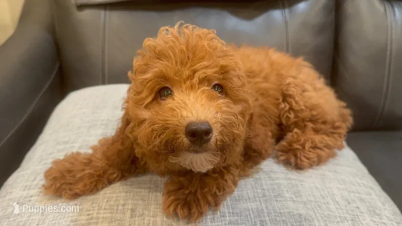 Maximilian – Poodle - Toy  puppy for sale in Queens, NY