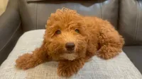 Maximilian, a male Poodle - Toy  for sale in Queens, NY – 1 of 3