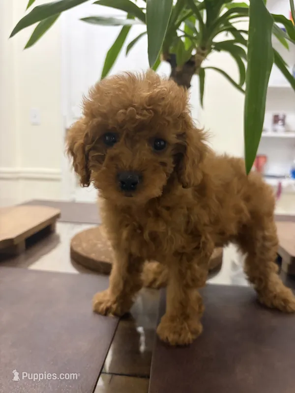 Lena – Poodle - Toy  puppy for sale in Queens, NY