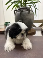 Summer, a female Shih Tzu for sale in Queens, NY – 1 of 3