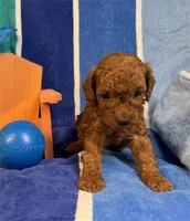 Milo, a female Poodle - Toy  for sale in Queens, NY – 3 of 3