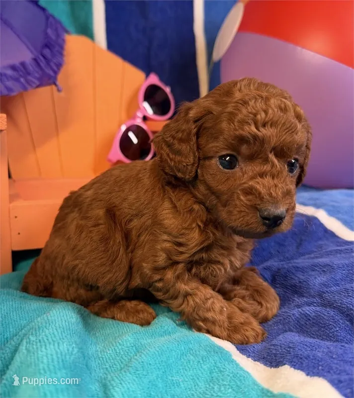 Summer – Poodle - Toy  puppy for sale in Queens, NY