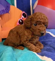 Summer, a female Poodle - Toy  for sale in Queens, NY – 1 of 3