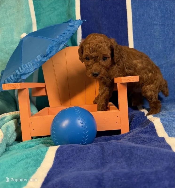 Milo – Poodle - Toy  puppy for sale in Queens, NY