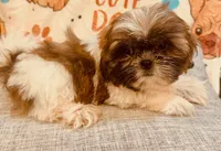 XXX, a male Shih Tzu for sale in Queens, NY – 2 of 2