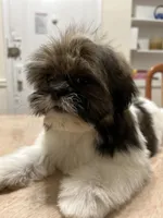 Marko, a male Shih Tzu for sale in Queens, NY – 4 of 6