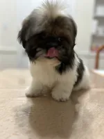 Marko, a male Shih Tzu for sale in Queens, NY – 6 of 6