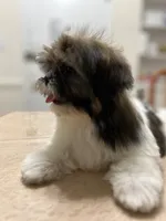 Marko, a male Shih Tzu for sale in Queens, NY – 2 of 6