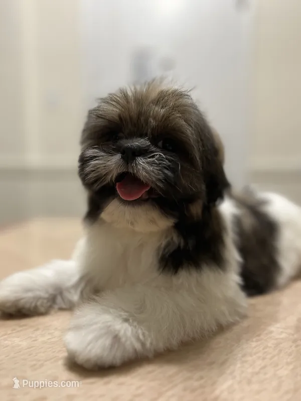 Marko – Shih Tzu puppy for sale in Queens, NY