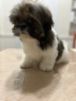 Marko, a male Shih Tzu for sale in Queens, NY – 3 of 6