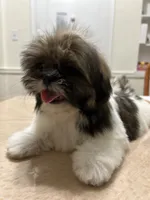 Marko, a male Shih Tzu for sale in Queens, NY – 5 of 6