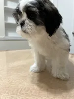 Jelly, a female Shih Tzu for sale in Queens, NY – 6 of 10