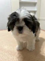 Jelly, a female Shih Tzu for sale in Queens, NY – 3 of 10