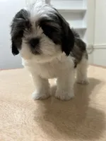 Jelly, a female Shih Tzu for sale in Queens, NY – 10 of 10