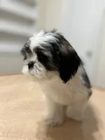 Jelly, a female Shih Tzu for sale in Queens, NY – 4 of 10