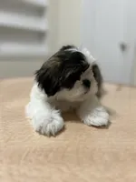 Jelly, a female Shih Tzu for sale in Queens, NY – 5 of 10