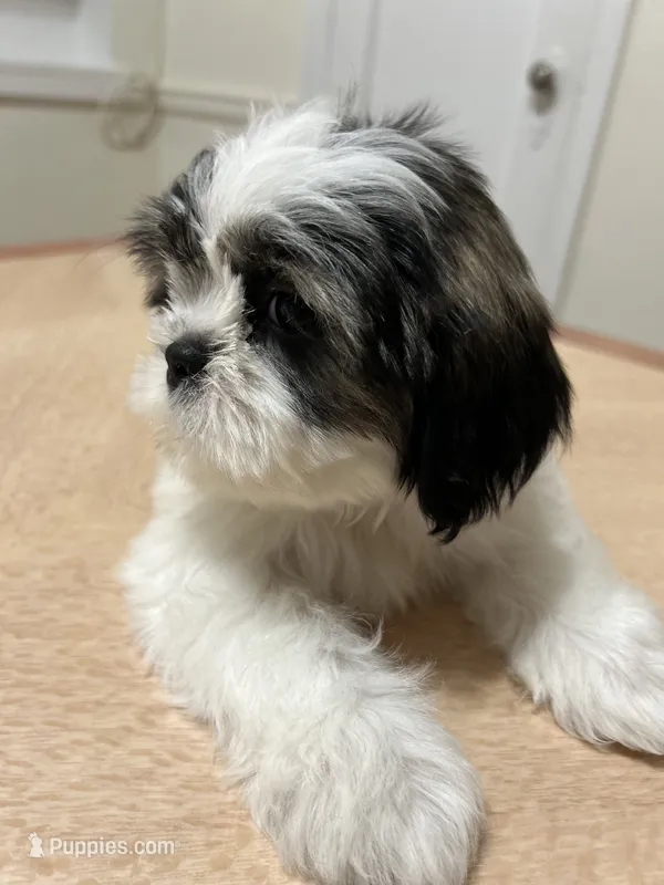 Jelly – Shih Tzu puppy for sale in Queens, NY