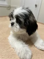 Jelly, a female Shih Tzu for sale in Queens, NY – 1 of 10
