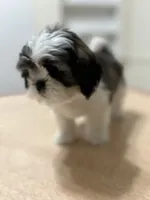 Jelly, a female Shih Tzu for sale in Queens, NY – 2 of 10