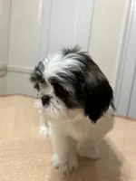 Jelly, a female Shih Tzu for sale in Queens, NY – 9 of 10