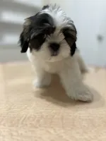 Jelly, a female Shih Tzu for sale in Queens, NY – 7 of 10