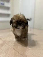 Gizmo, a male Shih Tzu for sale in Queens, NY – 2 of 10