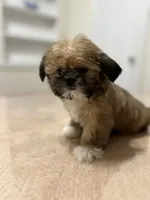 Gizmo, a male Shih Tzu for sale in Queens, NY – 10 of 10