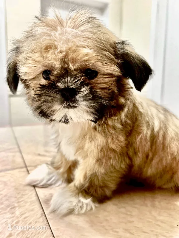 Gizmo – Shih Tzu puppy for sale in Queens, NY