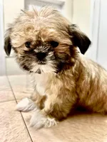 Gizmo, a male Shih Tzu for sale in Queens, NY – 1 of 10