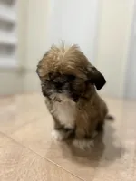 Gizmo, a male Shih Tzu for sale in Queens, NY – 5 of 10