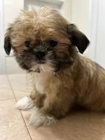 Gizmo, a male Shih Tzu for sale in Queens, NY – 9 of 10