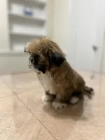 Gizmo, a male Shih Tzu for sale in Queens, NY – 4 of 10
