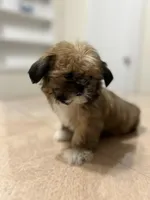 Gizmo, a male Shih Tzu for sale in Queens, NY – 8 of 10