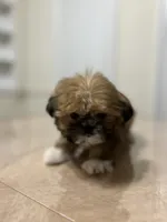 Gizmo, a male Shih Tzu for sale in Queens, NY – 6 of 10