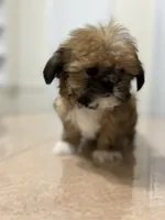 Gizmo, a male Shih Tzu for sale in Queens, NY – 3 of 10