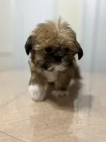 Gizmo, a male Shih Tzu for sale in Queens, NY – 7 of 10