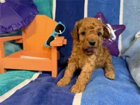 June, a female Poodle - Toy  for sale in Queens, NY – 2 of 3